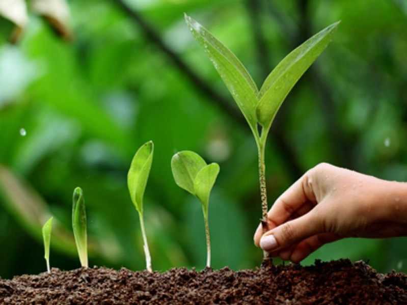 Plantation Services