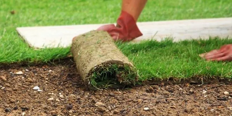 Artificial Grass