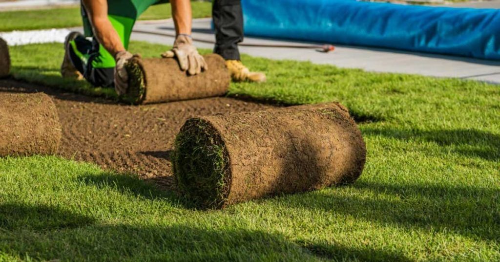 Natural Grass Services in Abu Dhabi & Dubai